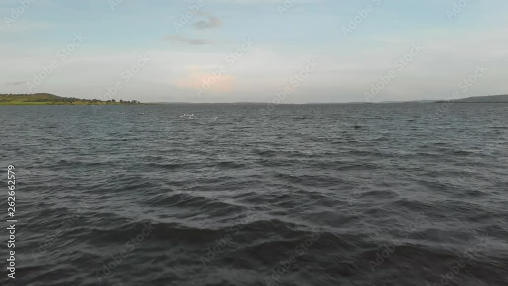 Aerial shot moving fast over water on Lake Victoria as a flock of white birds fly away over the lake in the distance.