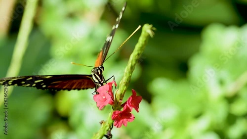 A tarricina longwing butterfly lands on a flower, drinks some nectar, and then flies away photo