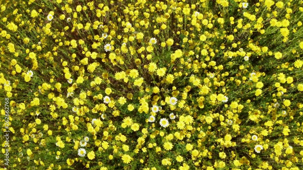 Spinning above a field of yellow flowers Spinning above a field of yellow flowers