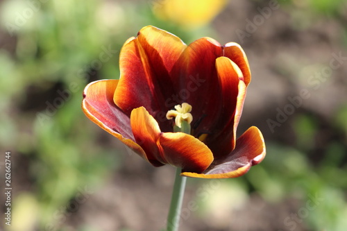 yellow tulips in the garden