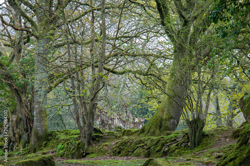 Herd of shy Fallow deer among the trees of a forest in Cornwall, UK © magicbones