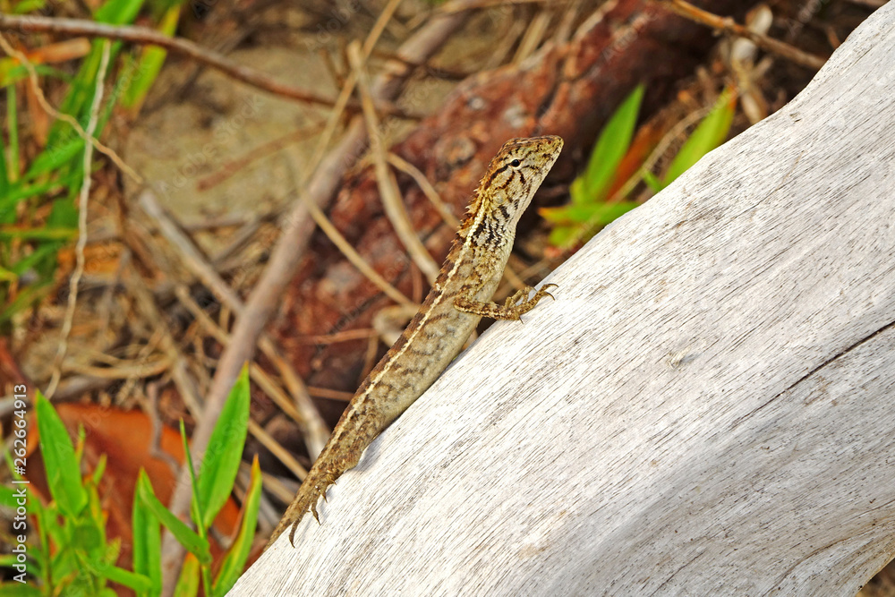 Lizard on driftwood in the coastal lowland forest of Khao Lak beach, Phang Nga Thailand. Selective focus, blurred background with copy space. Lizard on driftwood in the coastal lowland forest of Khao Lak beach, Phang Nga Thailand. Selective focus, blurred background with copy space.