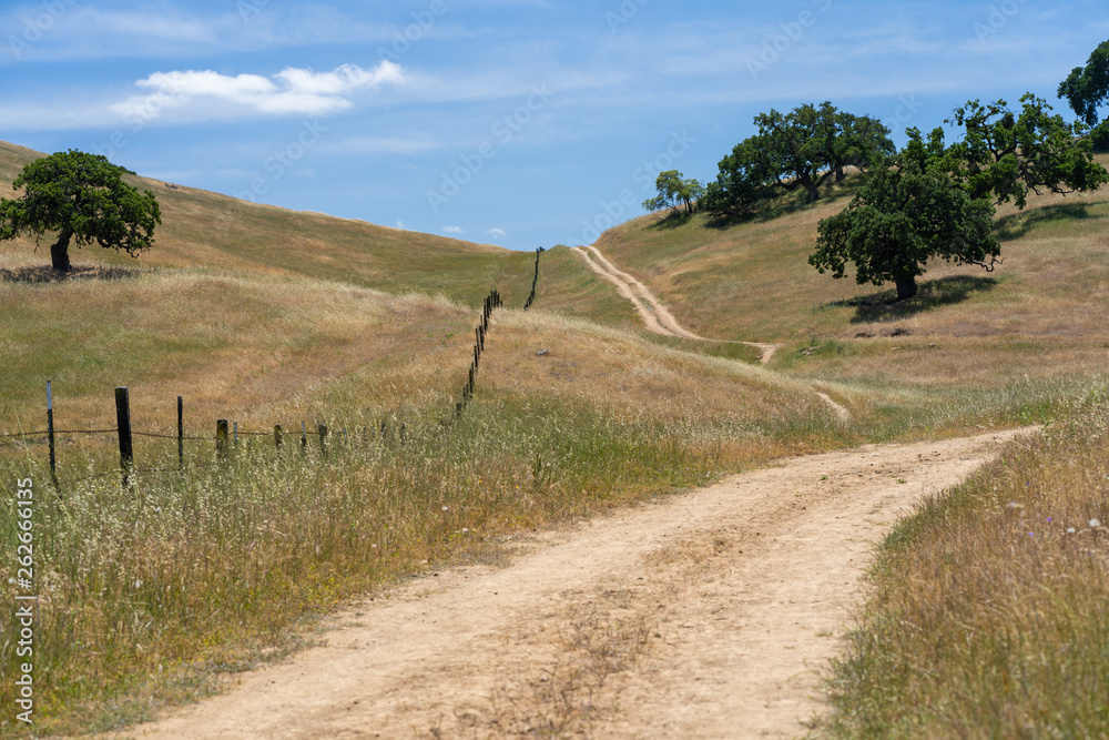 california field trees