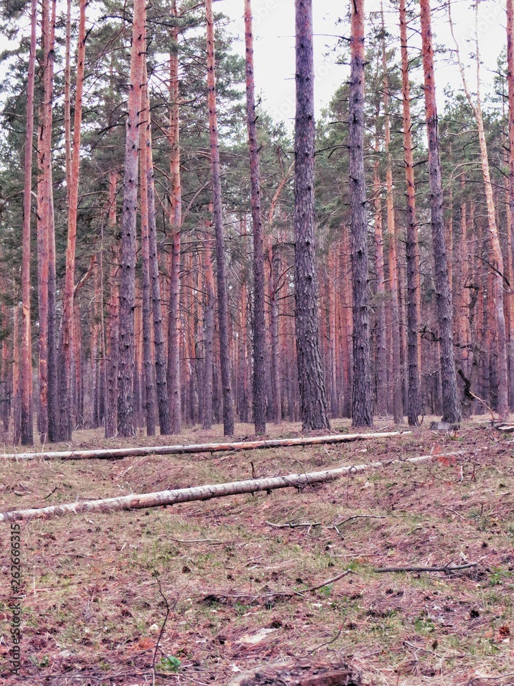 Obraz premium Landscape in the forest in the afternoon.Road.Trees.Grass