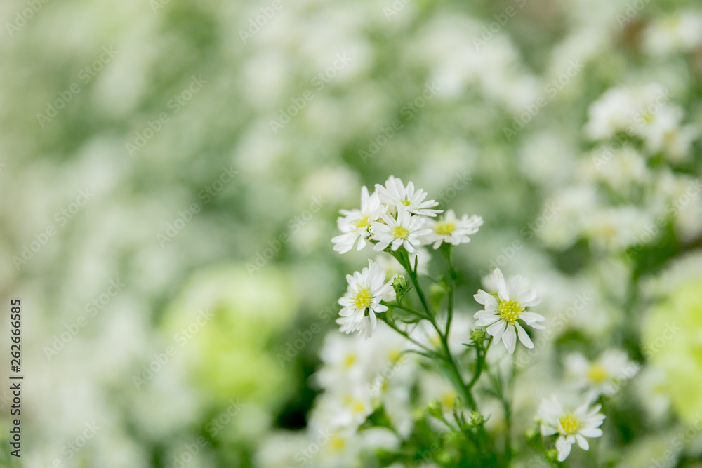 White flowers with bokeh background