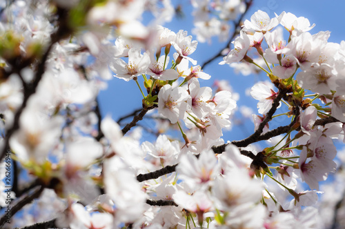 Takada castle in spring with cherry blossam in Niigata photo