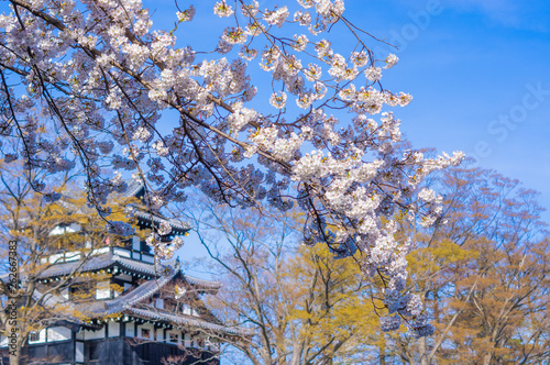 Takada castle in spring with cherry blossam in Niigata photo