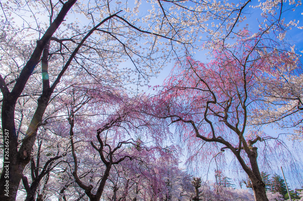 Takada castle in spring with cherry blossam in Niigata Takada castle in spring with cherry blossam in Niigata