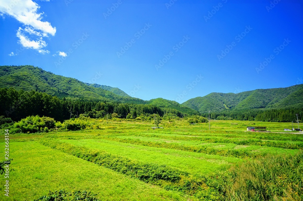 日本の夏の田園風景