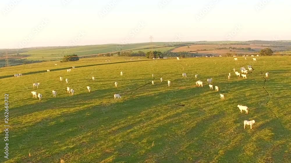 cattle grazing on the pasture at sunset on a beautiful green pasture cattle grazing on the pasture at sunset on a beautiful green pasture