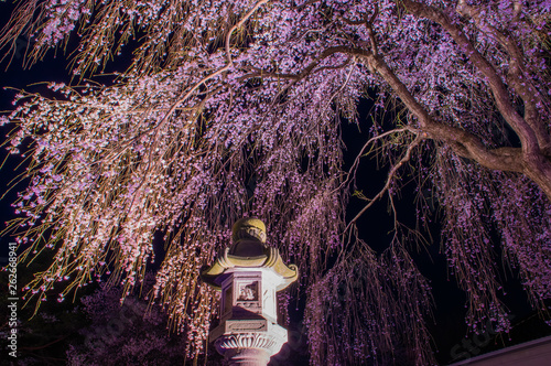 Takada castle in spring with cherry blossam in Niigata photo