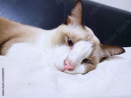 Relaxed cat curled up on the bed, Gray and white cat sleeping on the white blanket in the house, Space for text in template, looking at camera