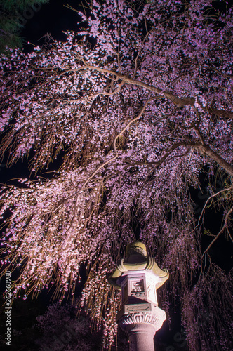 Takada castle in spring with cherry blossam in Niigata photo