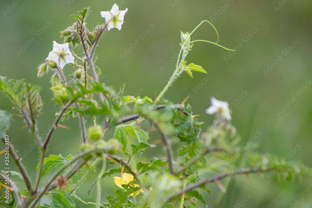 plantas e flores selvagens plantas com espinhos plantas e flores selvagens plantas com espinhos