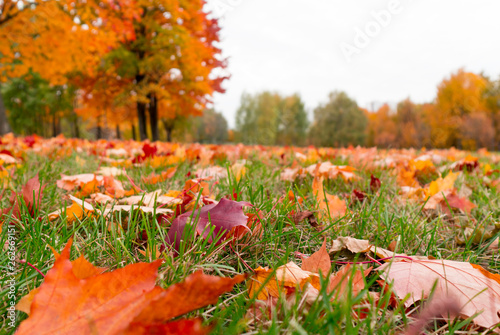 Orange autumn and spring