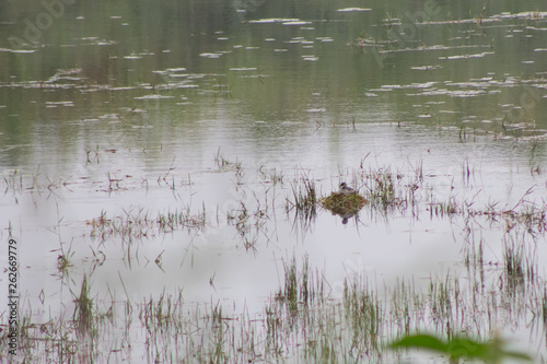 aves aquaticas em lago pato selvagem