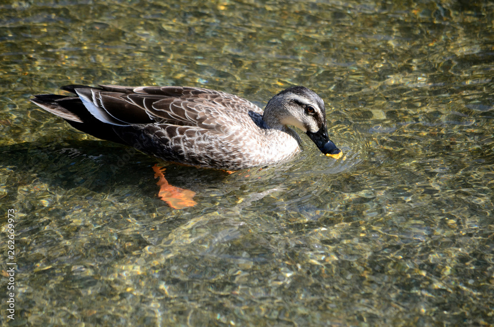 Fototapeta premium 川の鴨