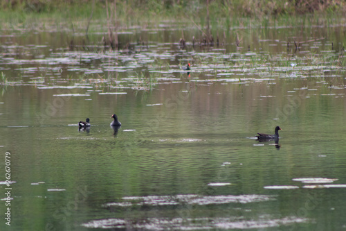 patos selvagens nadando e caçando em lago