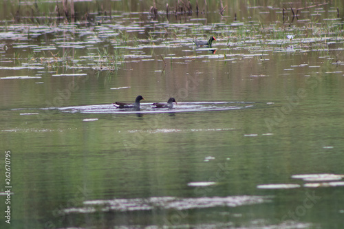 patos selvagens nadando e caçando em lago