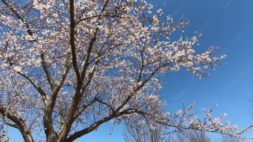 Cherry tree and sky Cherry tree and sky