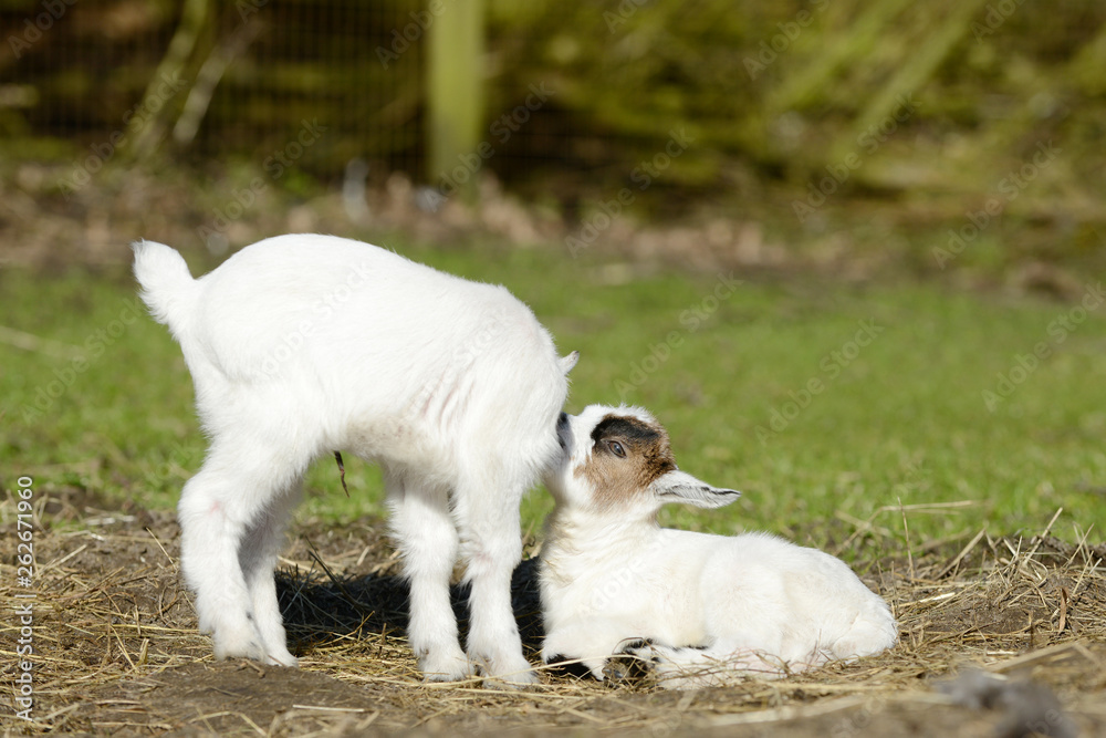 white goat kids  on pasture