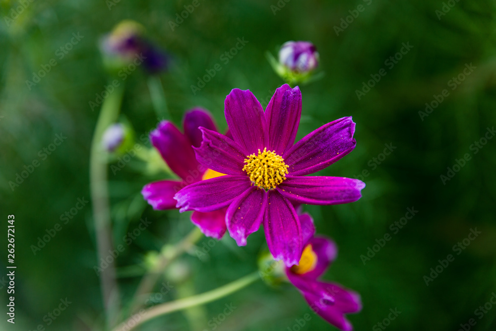 Blooming flower in garden Blooming flower in garden