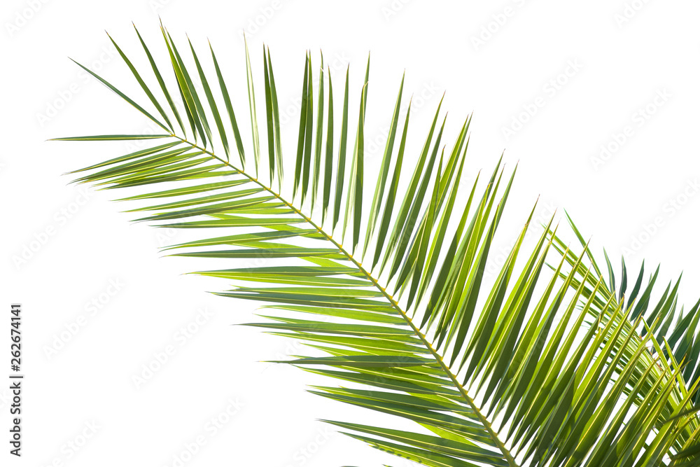 Obraz premium Beautiful close up tropical green palm leaf isolated on a white background