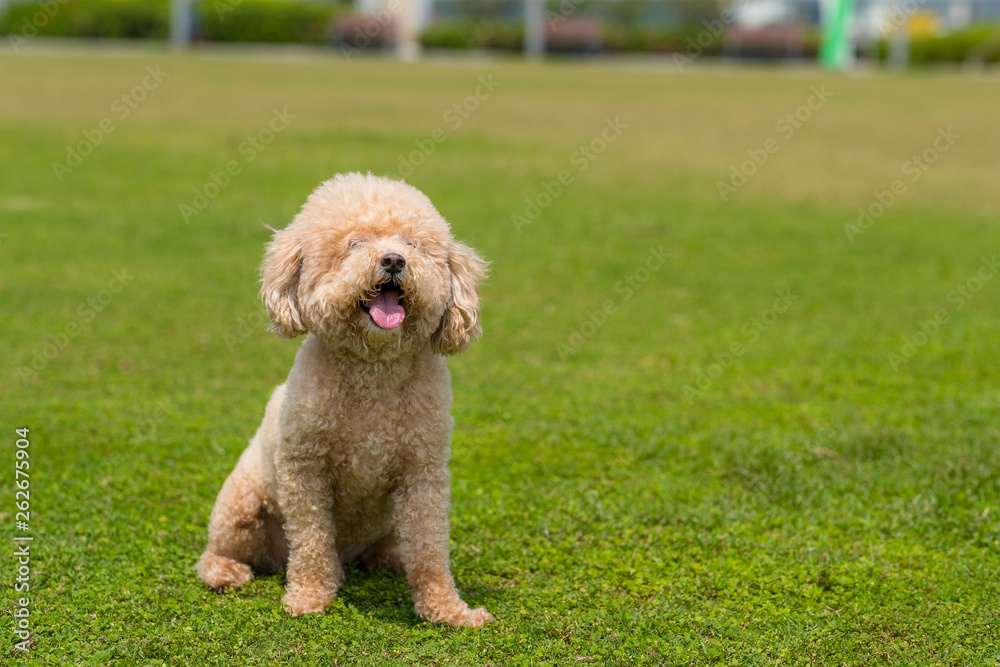 Dog Poodle sit down on the green lawn Dog Poodle sit down on the green lawn