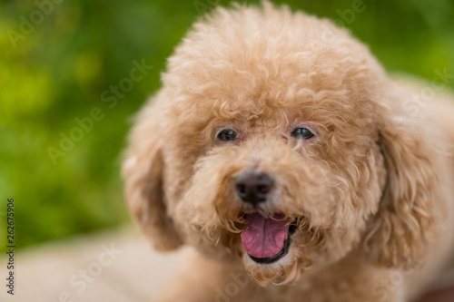 Lovely dog poodle © leungchopan