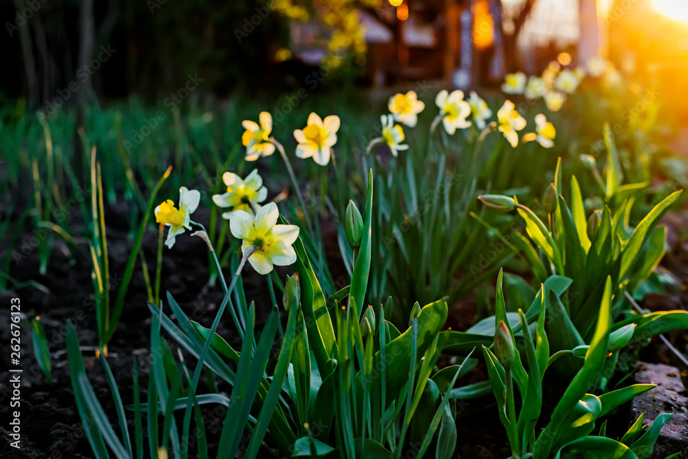 Spring background of daffodils flowers in the sunset. Beautiful blooming flowerbed full of narcissus in sunshine. Natural backdrop for Easter holiday or women day, 8 of march card, floral gift Spring background of daffodils flowers in the sunset. Beautiful blooming flowerbed full of narcissus in sunshine. Natural backdrop for Easter holiday or women day, 8 of march card, floral gift
