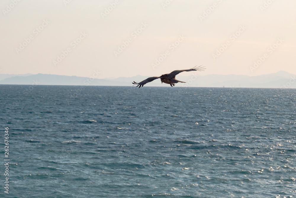 海に向かって飛ぶ鷹