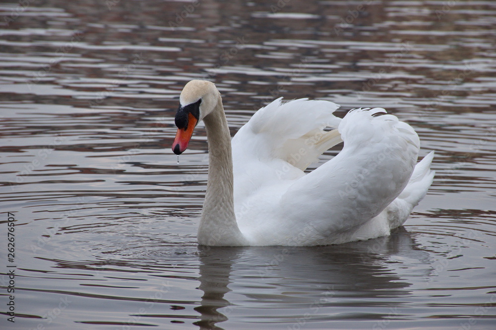 Obraz premium Portrait of the swan floating on the river
