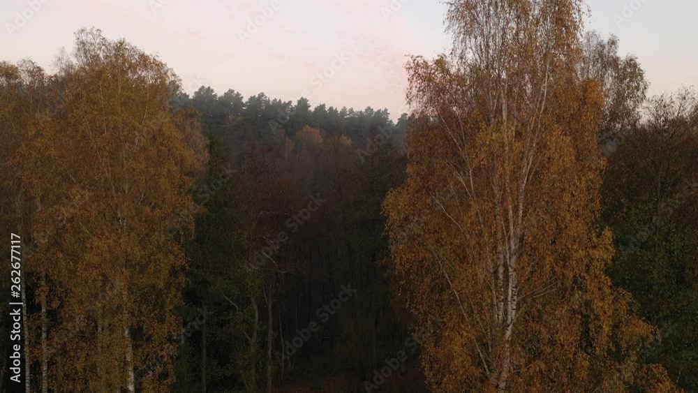Drone aerial view of Lithuania countryside. Sunrise moment, heavy autumn fog in the forest. Marcinkonys eldership. Drone aerial view of Lithuania countryside. Sunrise moment, heavy autumn fog in the forest. Marcinkonys eldership.
