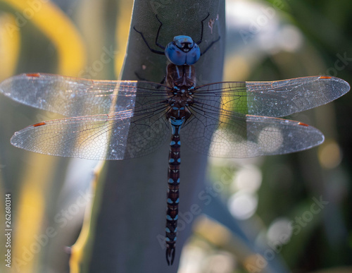 dragonfly on branch