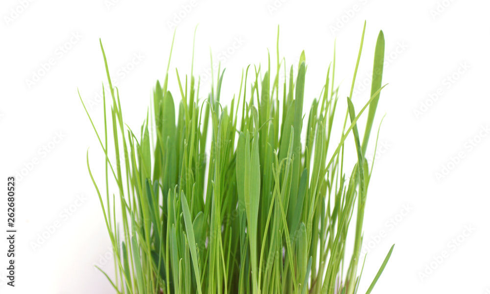 Grass in a pot on a white background. Grass in a pot on a white background.