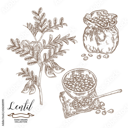 Lentil branch with pods and flowers, ripe lentil seeds in wooden bowl and rustic sack. Hand drawn legumes. Vector illustration engraved.