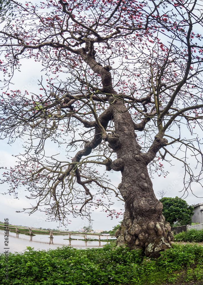 A cotton tree seen here at Ha Noi with flowers which bloom from February to April