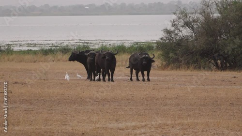 Wild African Buffalos, Murchison Falls National Park, Uganda, Africa photo