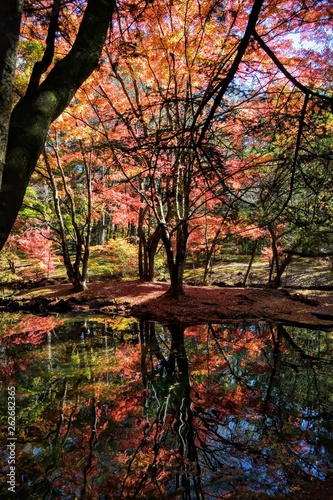 紅葉のシンメトリー