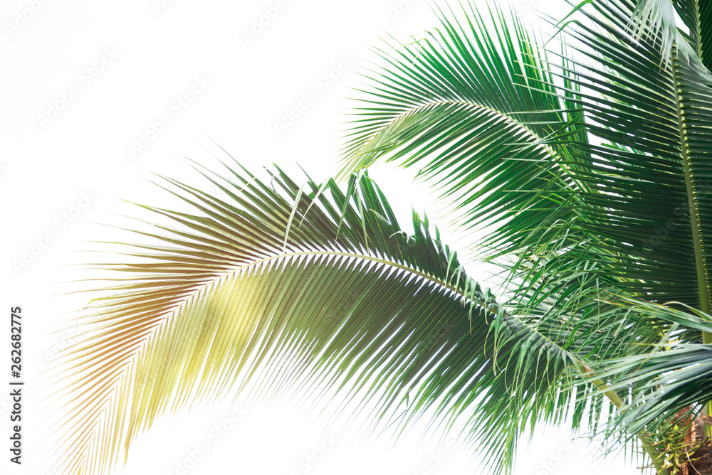 Fototapeta premium Detail of coconut trees with soft light background or vintage style.