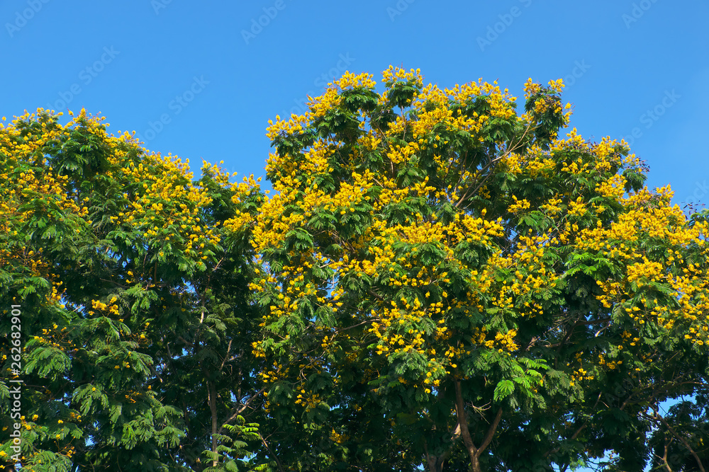 Leopard tree bloom yellow flower among green leaf on blue sky background Leopard tree bloom yellow flower among green leaf on blue sky background