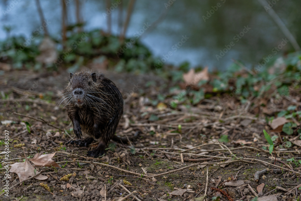 young Coypu or Nutria in the wild young Coypu or Nutria in the wild