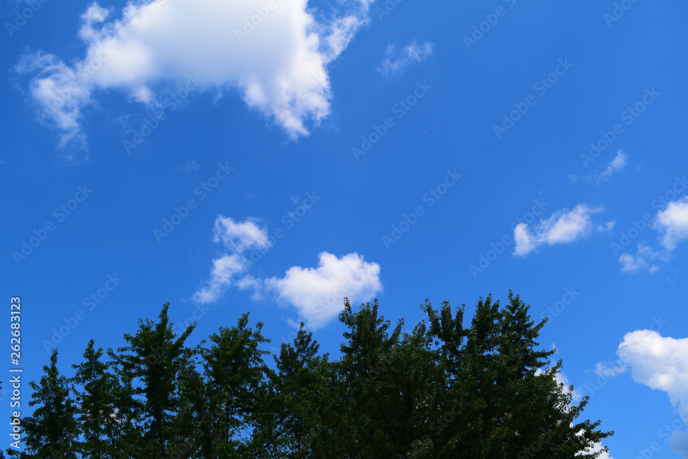 View from below through dark trees against the sky with white clouds. View from below through dark trees against the sky with white clouds.