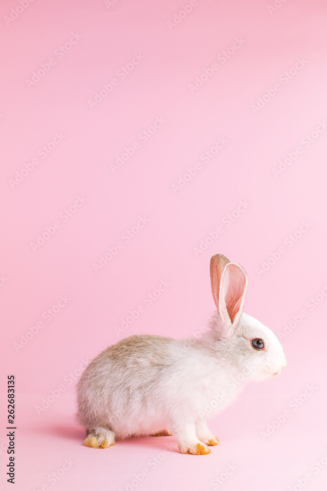 Little tame rabbit on pink background. Dwarfish pet Little tame rabbit on pink background. Dwarfish pet