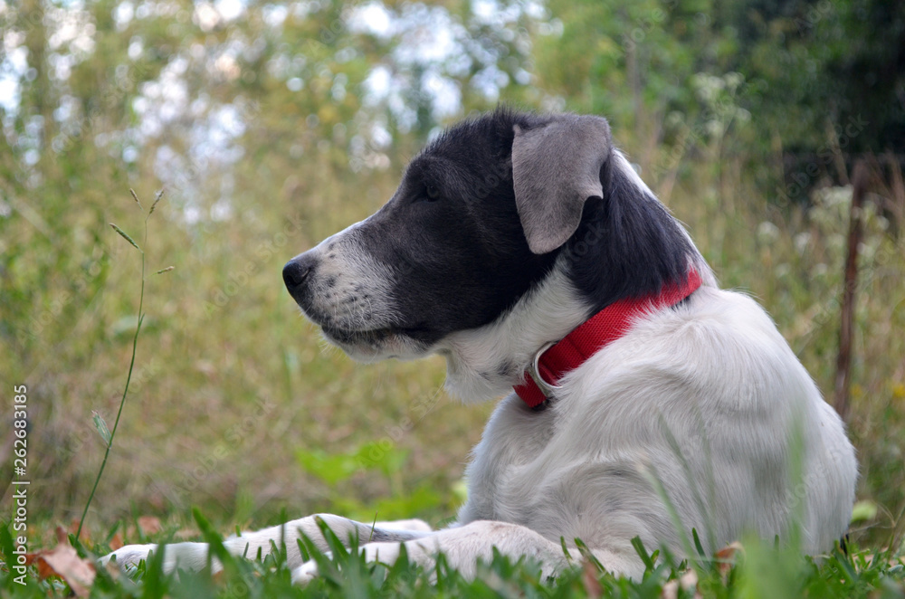 Perro cachorro blanco y negro con collar rojo de perfil