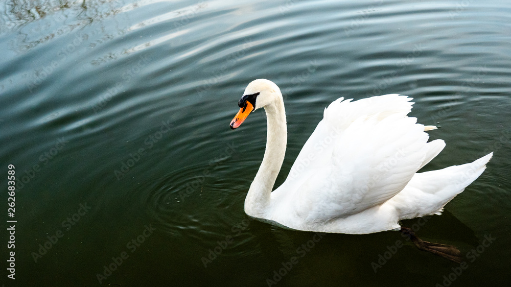 White swan in water scene White swan in water scene