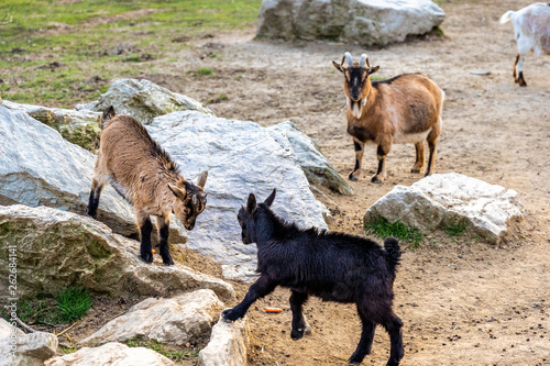 goats fighting in Opel zoo, Königstein im Taunus