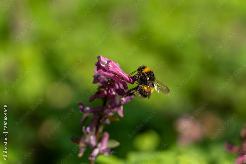 signs of spring: a bumblebee on corydalis flower in frankfurt, germany signs of spring: a bumblebee on corydalis flower in frankfurt, germany