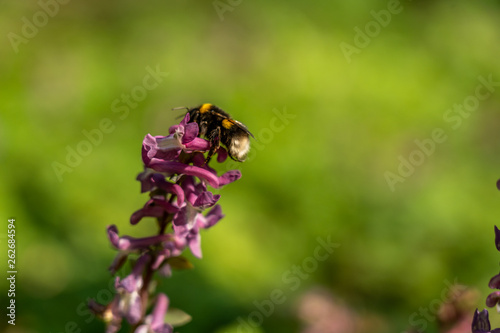signs of spring: a bumblebee on corydalis flower in frankfurt, germany