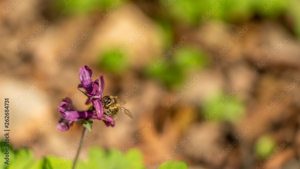 signs of spring: a beeon corydalis flower in frankfurt, germany signs of spring: a beeon corydalis flower in frankfurt, germany